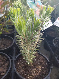 Calothamnus - Grey Form