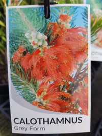 Calothamnus - Grey Form