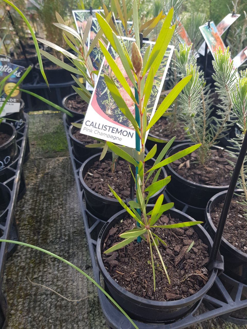 Callistemon - Pink Champagne
