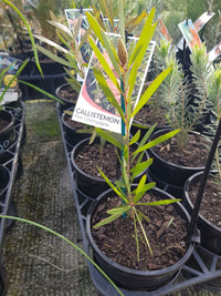 Callistemon - Pink Champagne