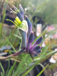 Kangaroo Paw - Bush Gem Celebrations - Masquerade