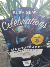 Kangaroo Paw - Bush Gem Celebrations - Masquerade