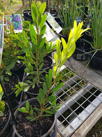 Callistemon - White Anzac