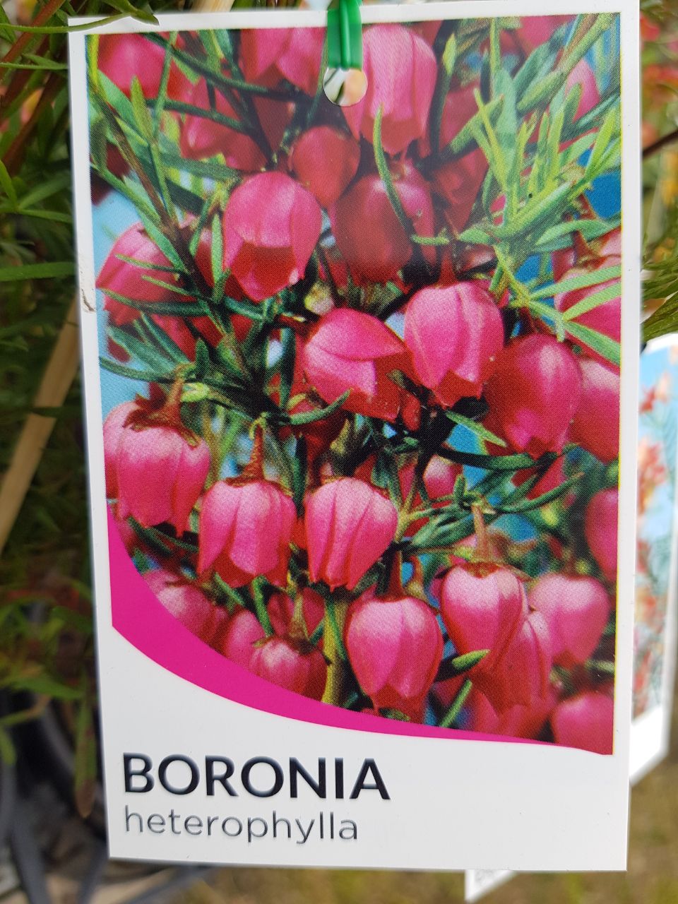 Boronia - Heterophylla
