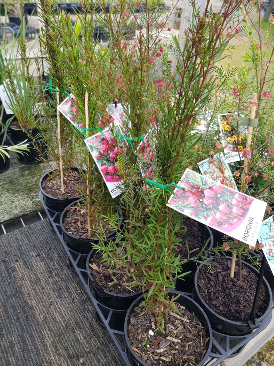 Boronia - Heterophylla