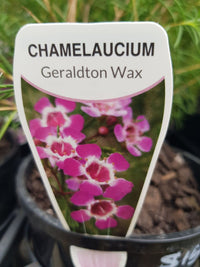 Chamelaucium - Geraldton Wax