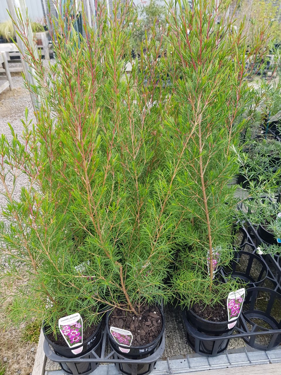 Chamelaucium - Geraldton Wax