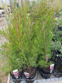 Chamelaucium - Geraldton Wax
