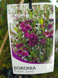 Boronia - Purple Jared