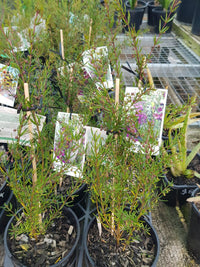 Boronia - Purple Jared