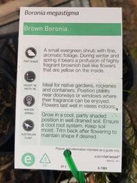 Boronia - Megastigma  - Brown Boronia