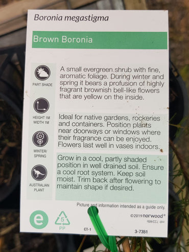 Boronia - Megastigma  - Brown Boronia - One Red Hill