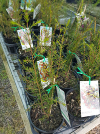 Boronia - Megastigma  - Brown Boronia