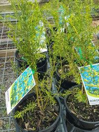 Boronia - Megastigma Lutea - Yellow Boronia