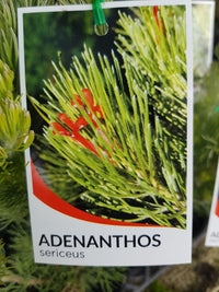 Adenanthos - Sericeus