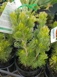 Adenanthos - Sericeus