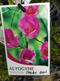 AN - Alyogyne - Hakeifolia - Shelby Ann