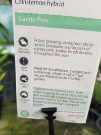 Callistemon - Candy Pink