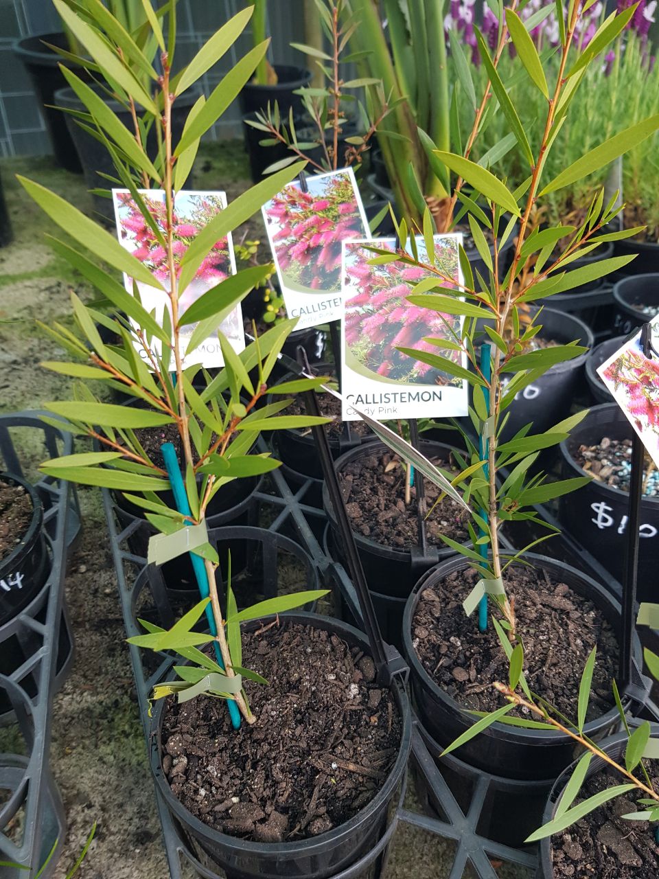 Callistemon - Candy Pink