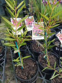 Callistemon - Candy Pink