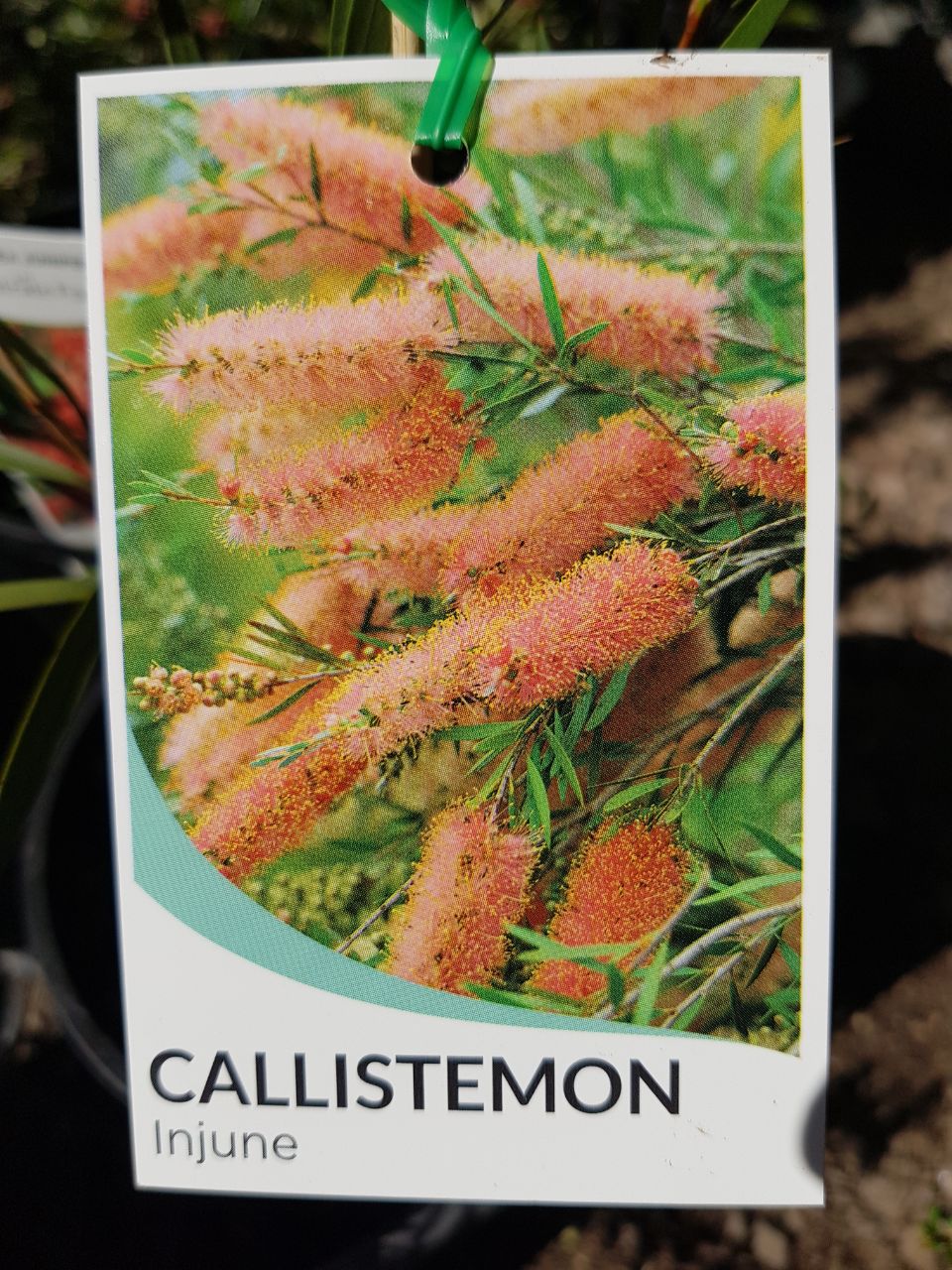 Callistemon - Injune
