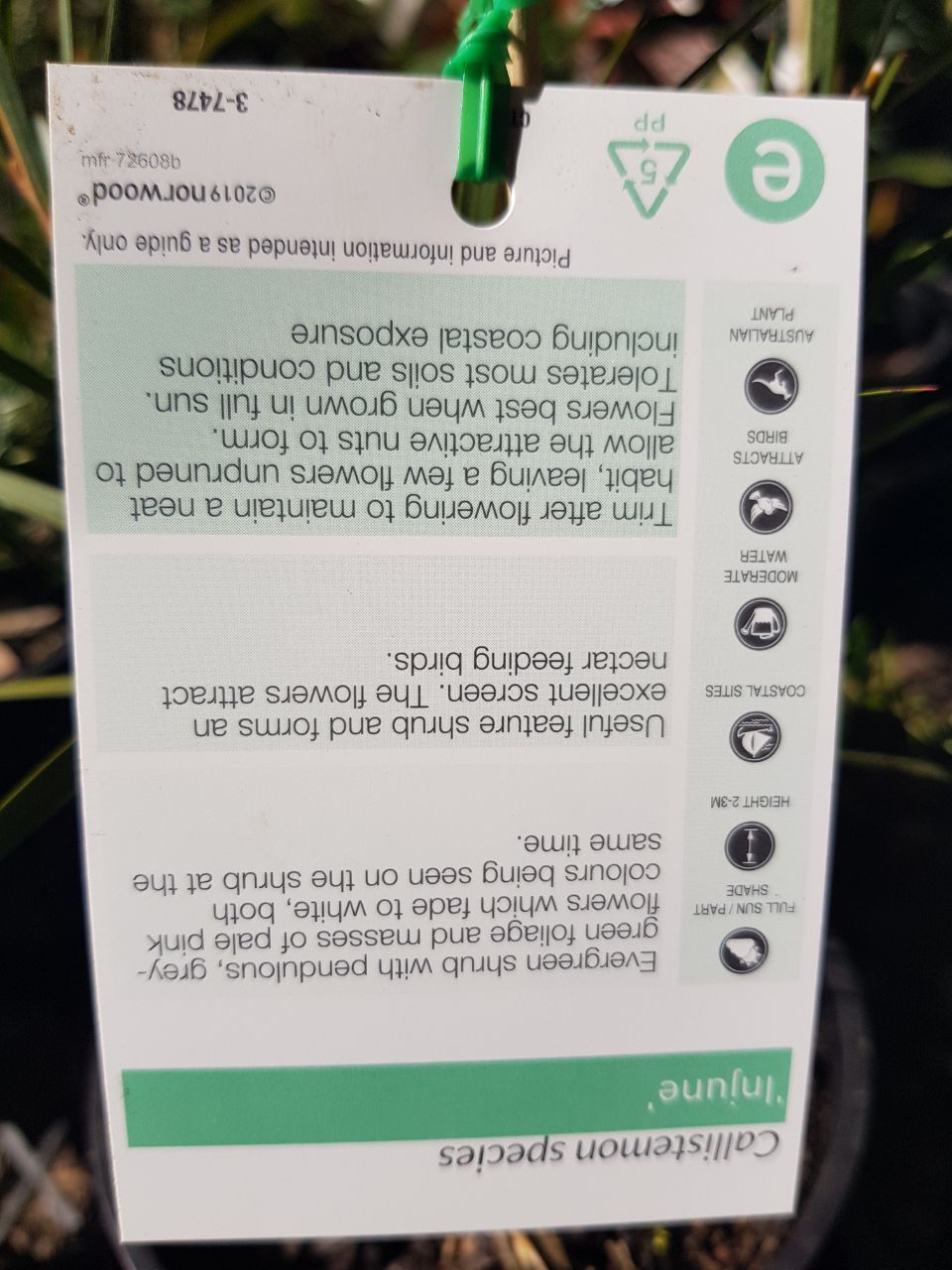 Callistemon - Injune
