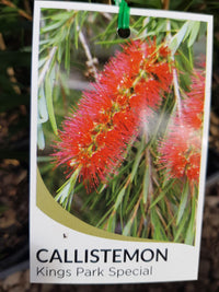 Callistemon - King Park Special