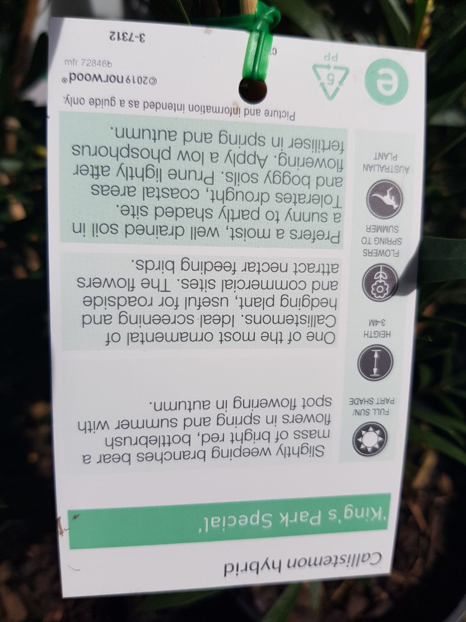 Callistemon - King Park Special