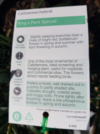 Callistemon - King Park Special