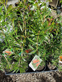 Callistemon - King Park Special