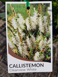 Callistemon - Clearview White