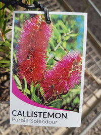 Callistemon - Purple Splendour