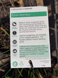 Callistemon - Purple Splendour