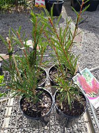 Callistemon - Purple Splendour